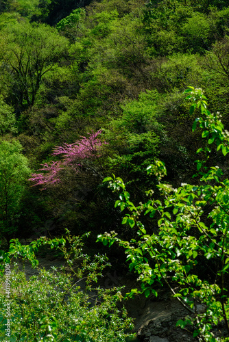 The forest at spring  State Nature Reserve Gola del Furlo  Italy