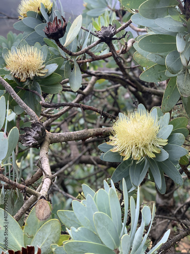 A vertical shot of Protea nitida in a field at daylight with a blurry photo