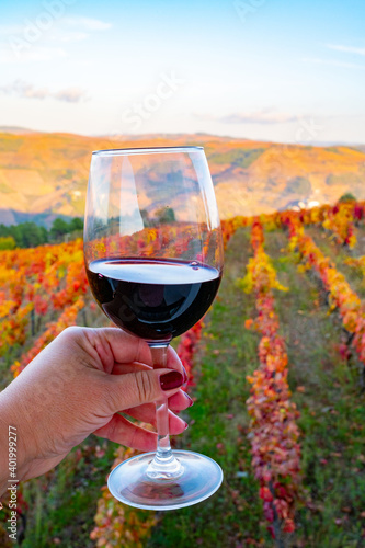 Glass of Portuguese red dry wine, produced in Douro Valley and old terraced vineyards on background in autumn, wine region of Portugal