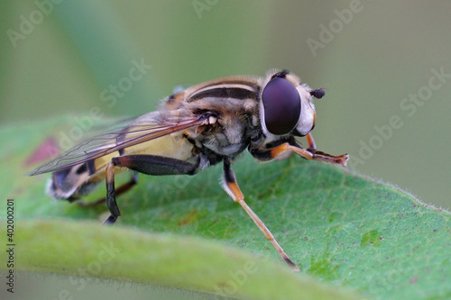 A close up of the dangling marsh-lover, Helophilus pendulus,  sometimes also referred to as  Hayling Billy or Sun Fly.