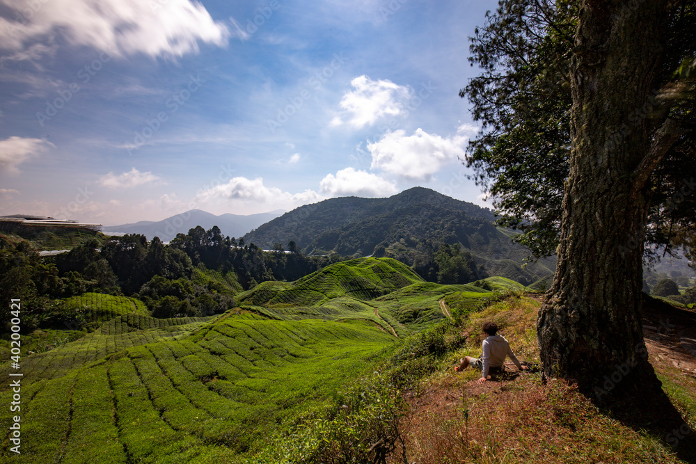Cameron Highlands tea plantations in Malaysia 