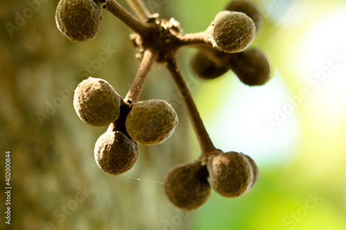 Fruits of yellow vine or Coscinium fenestratum from Western Ghats, endangered species photo