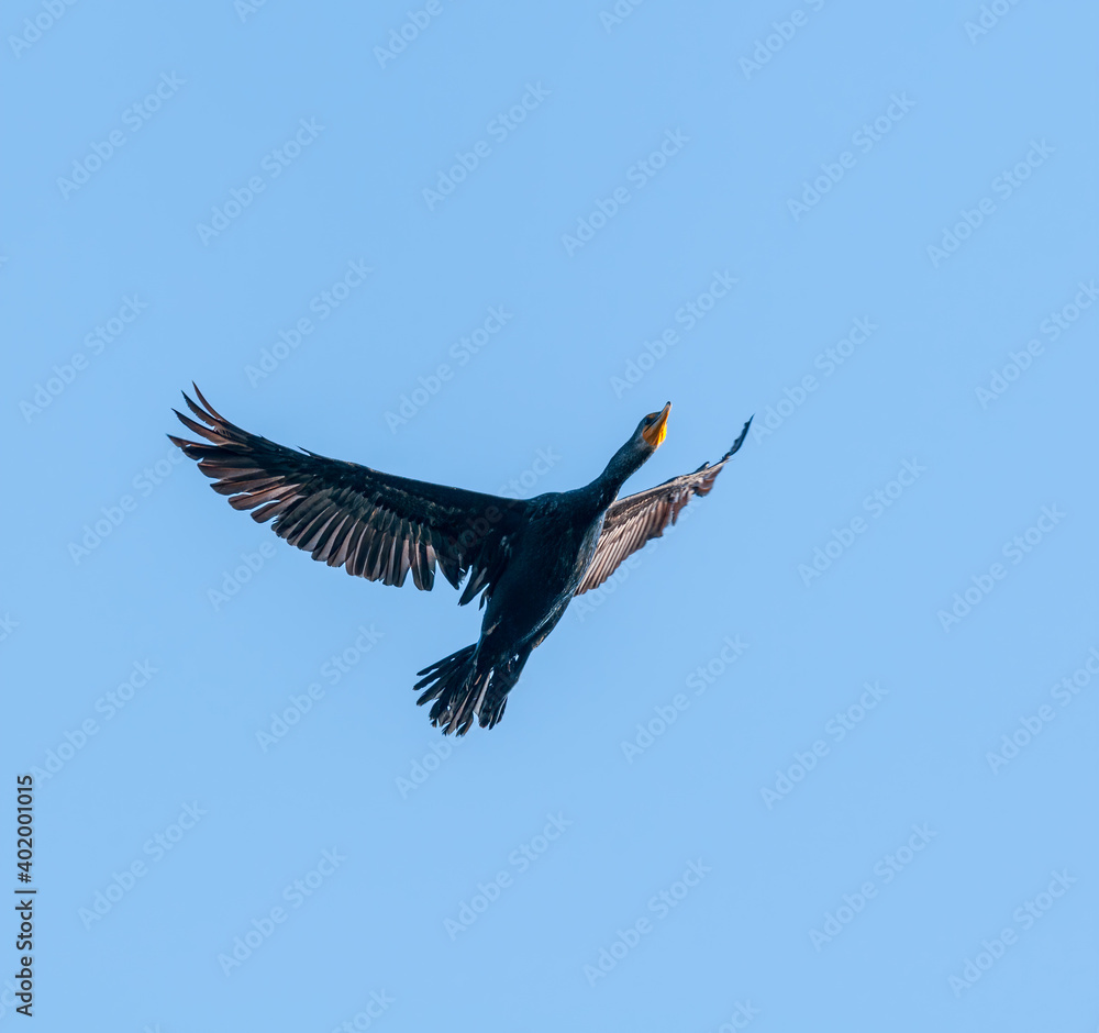 Double-crested Cormorant (Phalacrocorax auritus) on Salton Sea, Imperial Valley, California, USA Double-crested Cormorant (Phalacrocorax auritus) on Salton Sea, Imperial Valley, California, USA