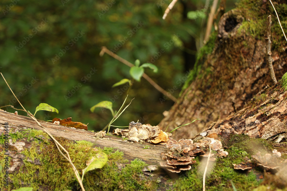 Fototapeta premium Fungus and gunge clinging to the outside of tree bark