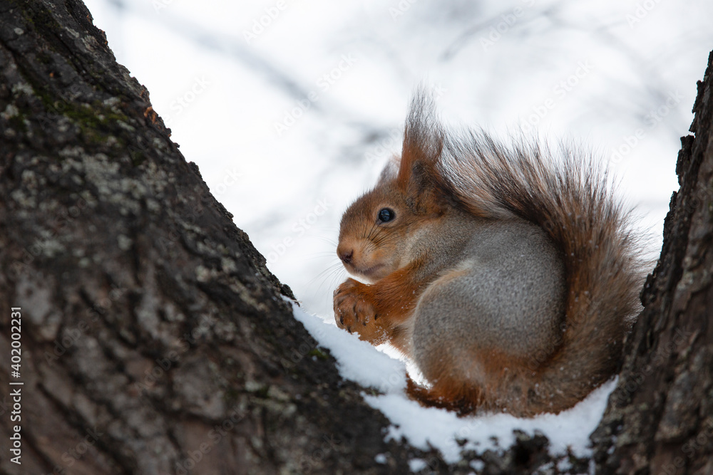 Fototapeta premium Squirrel eats nuts on a tree branch in the forest