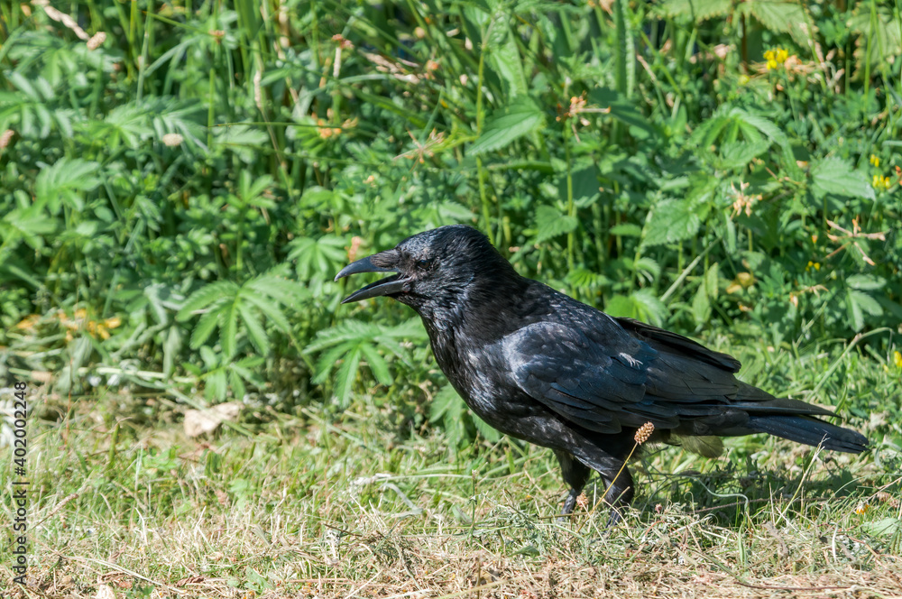 Carrion Crow (Corvus corone) in park, Keil, Schleswig-Holstein, Germany Carrion Crow (Corvus corone) in park, Keil, Schleswig-Holstein, Germany