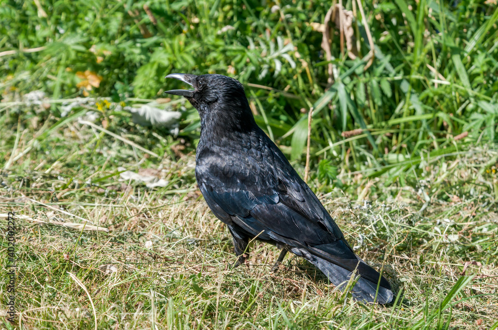 Fototapeta premium Carrion Crow (Corvus corone) in park, Keil, Schleswig-Holstein, Germany