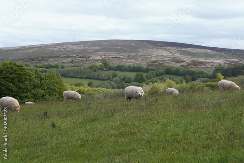 Sheep grazing in a field 