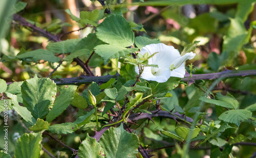 weiße Blüte auf Mallorca