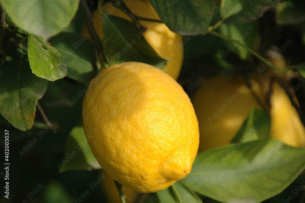 limonero
