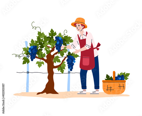 Harvest grapes on agriculture vineyard plantation. Male farmer picking ripe large bunches in basket for winery. Wine production step. Vector illustration isolated on a white.