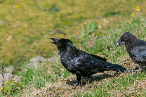 Adult Carrion Crow (Corvus corone) and grown chick in park, Keil, Schleswig-Holstein, Germany