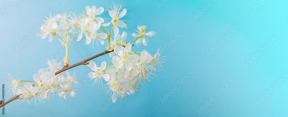 cherry blossoms on a blue background with copy space 