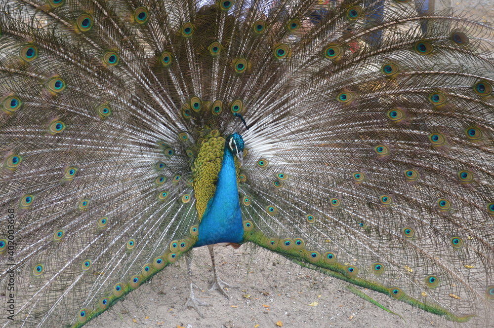 Fototapeta premium peacock with feathers