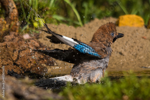 Сойка, европейская сойка, Jay, eurasian jay, сойка в лесу, врановые, птица, 松鴉(橿鳥), Vlaamse Gaai, Granskjur, Kestane Kargası, ヤマガラス, カシド, Geai des chênes, Ghiandaia eurasiatica, Arrendajo Común photo