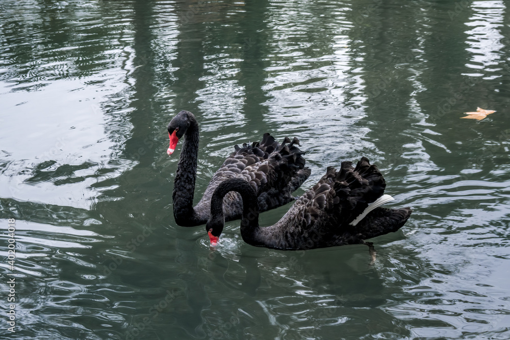 Fototapeta premium Black Swan (Cygnus atratus) in park, Abkhazia