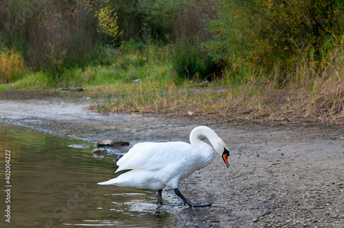 White swan onlake shore. Swan on beach. Swan on shore photo