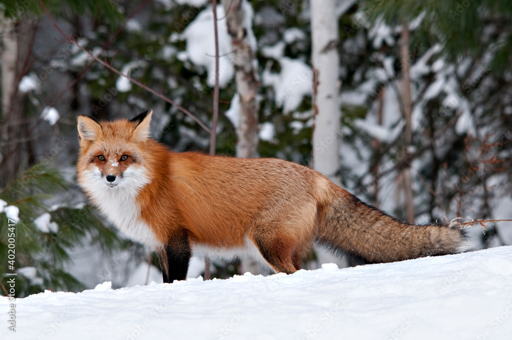 Red Fox stock photos. Red fox looking at camera in the winter season in its environment and habitat with blur forest background displaying bushy fox tail, fur. Fox Image. Picture. Portrait Red Fox stock photos. Red fox looking at camera in the winter season in its environment and habitat with blur forest background displaying bushy fox tail, fur. Fox Image. Picture. Portrait