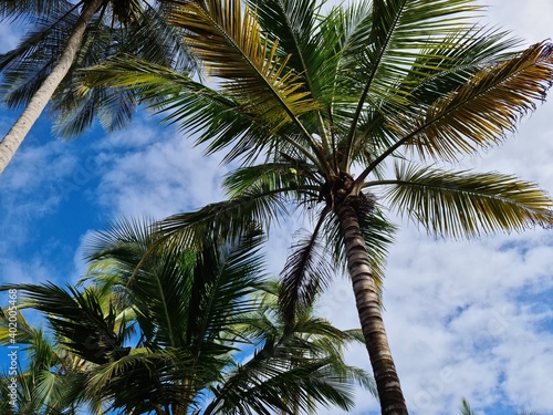 coconut trees