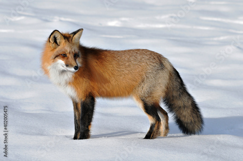 Red Fox stock photos. Close-up profile view in the winter season in its environment and habitat with snow background displaying bushy fox tail, fur. Fox Image. Picture. Portrait ©  Aline