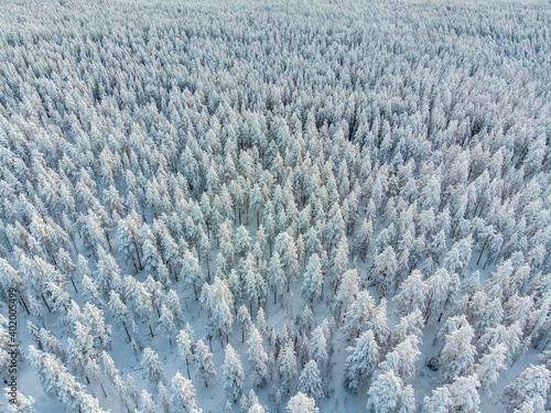 Aerial above forest with snow covered trees in Ounasvaara mountain in Rovaniemi, Finland
