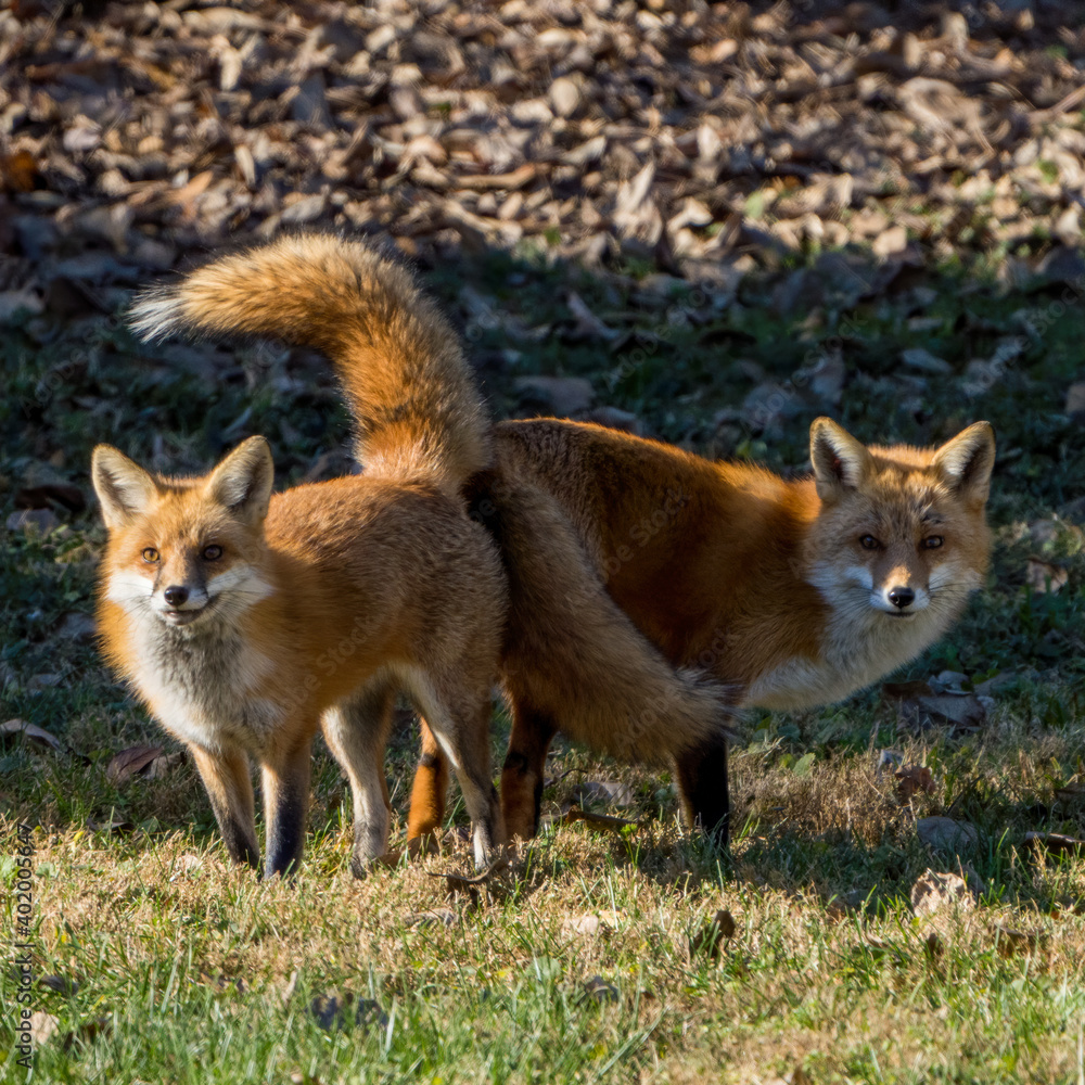 Fox pair with tails on display