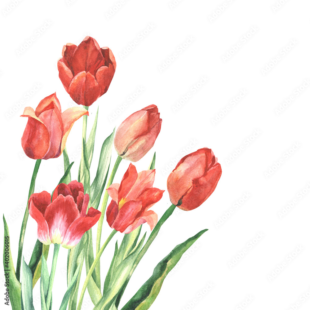 bouquet of red tulips bouquet of red tulips
