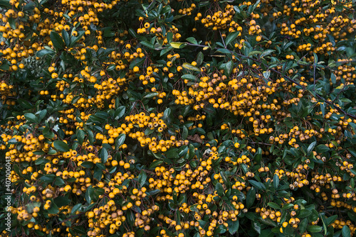 Quadro su tela Beautiful background of late autumn yellow berries of golden firethorn (Pyracant