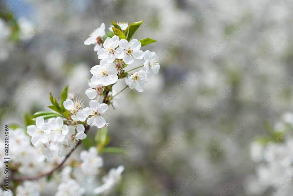 Branch of blossom sakura tree with white and flowers, beauty in nature, beautiful spring nature background Branch of blossom sakura tree with white and flowers, beauty in nature, beautiful spring nature background