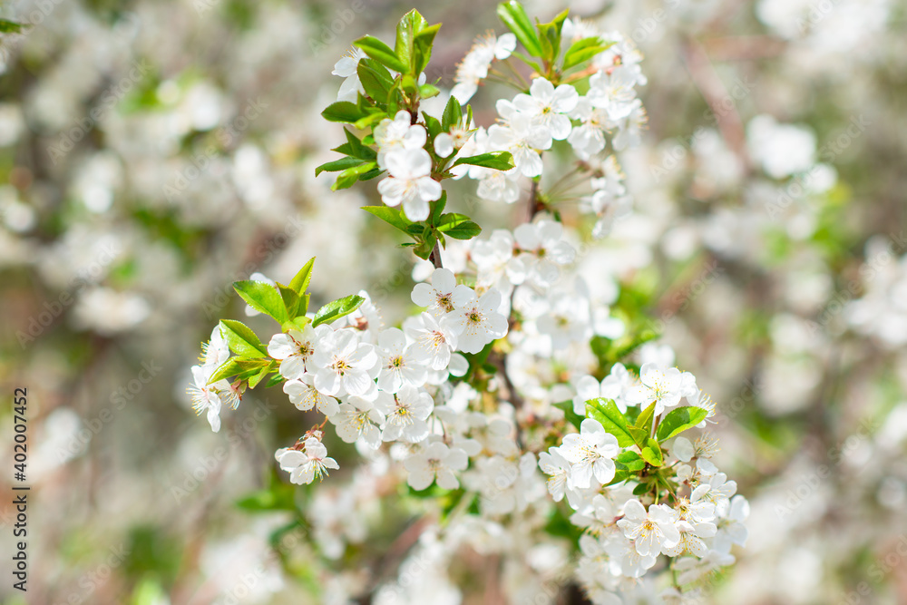 Branch of blossom sakura tree with white and flowers, beauty in nature, beautiful spring nature background Branch of blossom sakura tree with white and flowers, beauty in nature, beautiful spring nature background