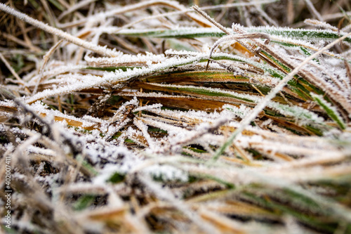 Winter foliage on frozen grass close up. Winter morning in the famous Wachau Valley in Austria