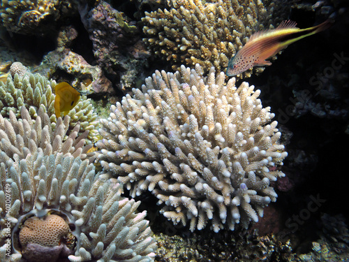Acropora coral, finger coral in close-up, Red Sea