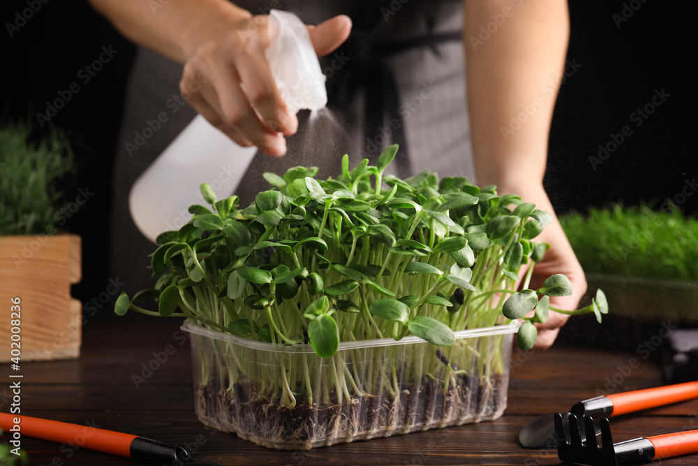 Woman spraying microgreen with water at wooden table, closeup