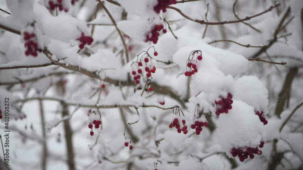 Trees branches viburnum in winter - snow covered leaves and red berries and falling snowflakes. Christmas holidays background. UHD 4k video Trees branches viburnum in winter - snow covered leaves and red berries and falling snowflakes. Christmas holidays background. UHD 4k video