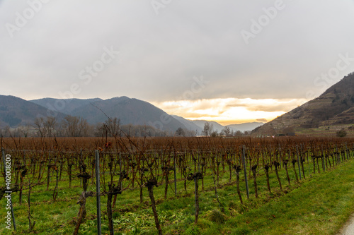 Weissenkirchen in the famous Wachau Valley, Austria. A cold Winter with overcast and vineyards in the valley and on the mountain slopes.