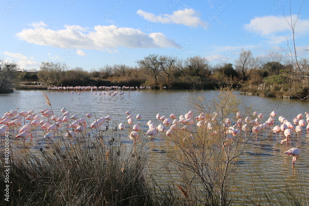 Fototapeta premium Camargue