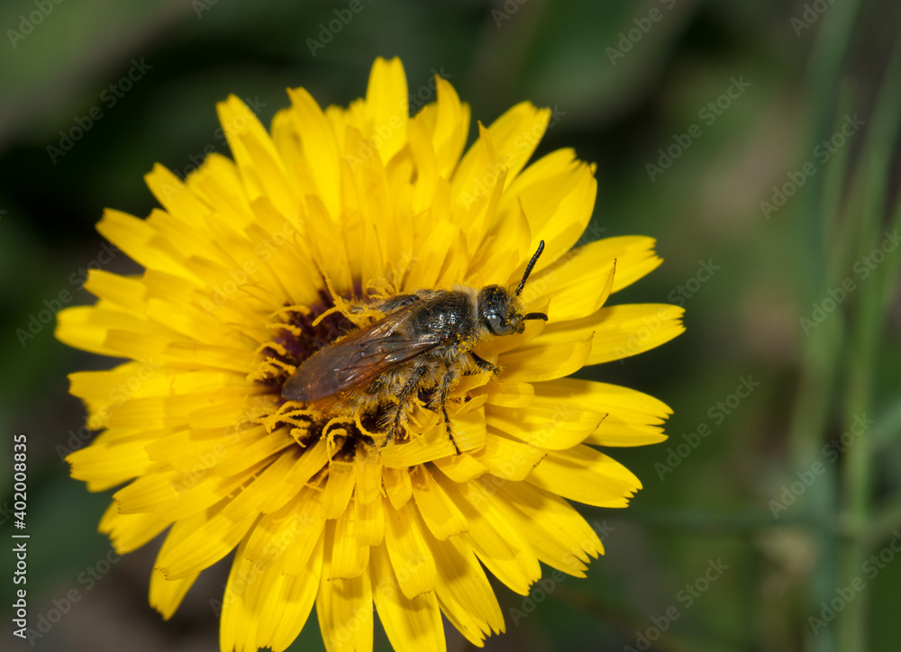Wasp on a flower of Tanger reichardie Reichardia tingitana. Arrecife. Lanzarote. Canary Islands. Spain. Wasp on a flower of Tanger reichardie Reichardia tingitana. Arrecife. Lanzarote. Canary Islands. Spain.