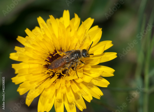 Wasp on a flower of Tanger reichardie Reichardia tingitana. Arrecife. Lanzarote. Canary Islands. Spain.