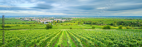Photos Weinberge, Deidesheim (Pfalz), Deutschland