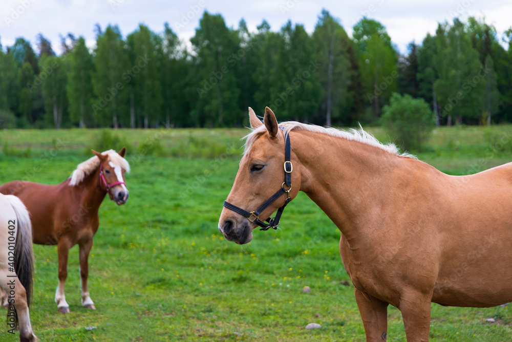 Horse portrait, grazing in lush green summer pasture in the forest during sunset with other horses on background Horse portrait, grazing in lush green summer pasture in the forest during sunset with other horses on background