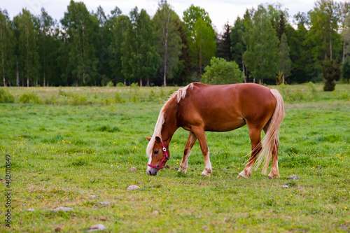 Horse grazing in lush green summer pasture in the forest during sunset, soft colors natural light © Oleksandr
