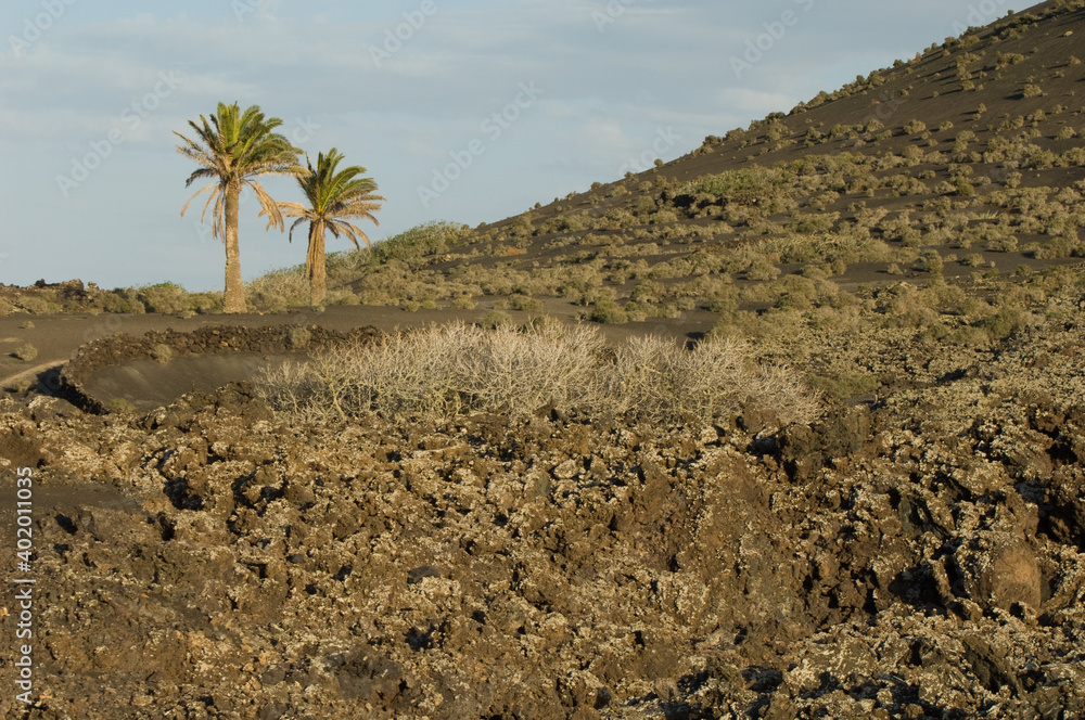 Volcanic landscape and Canary Island date palms Phoenix canariensis. Los Volcanes Natural Park. Tinajo. Lanzarote. Canary Islands. Spain. Volcanic landscape and Canary Island date palms Phoenix canariensis. Los Volcanes Natural Park. Tinajo. Lanzarote. Canary Islands. Spain.