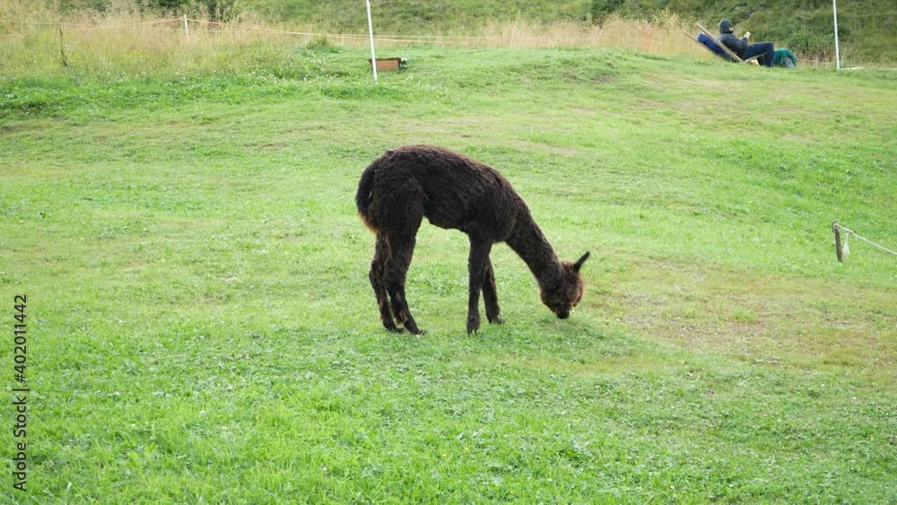 small captive llamas graze on the Carnic Alps small captive llamas graze on the Carnic Alps