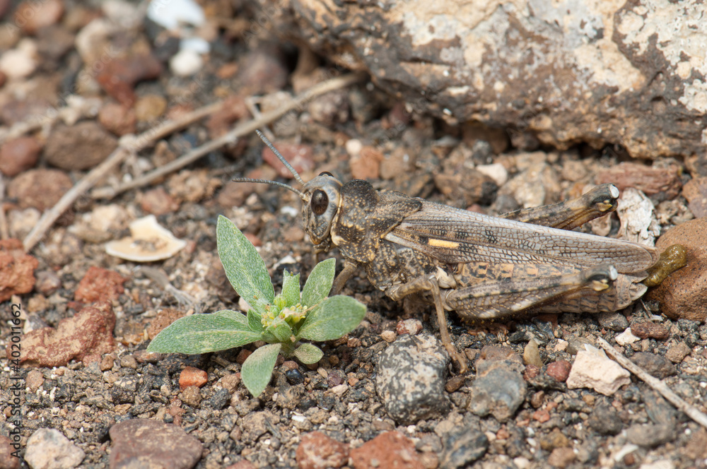 Grasshopper in the municipality of Arrecife. Lanzarote. Canary Islands. Spain. Grasshopper in the municipality of Arrecife. Lanzarote. Canary Islands. Spain.