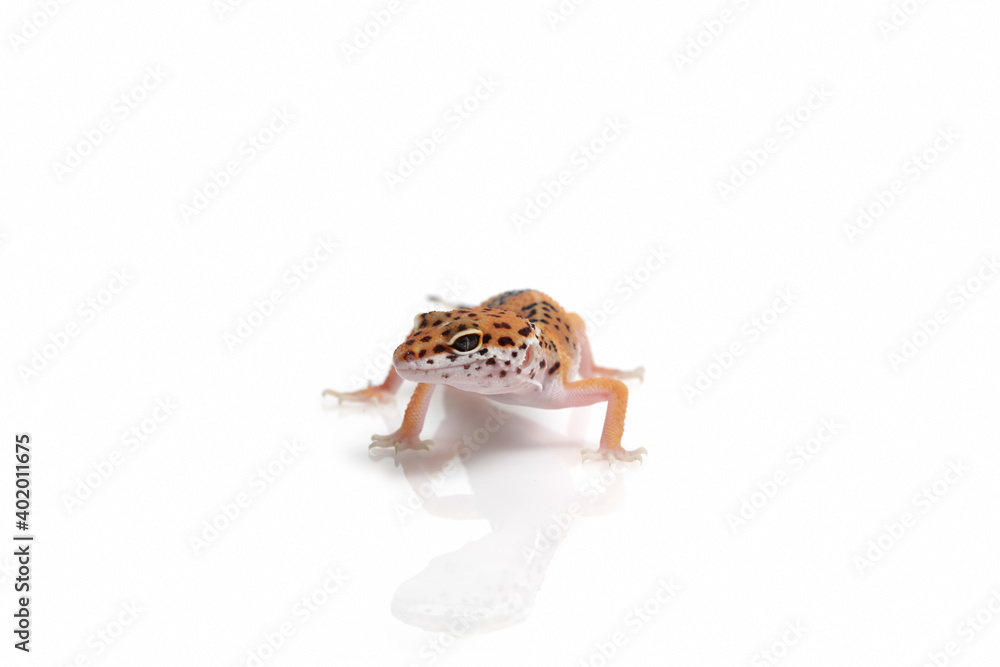 Obraz premium leopard gecko on white background
