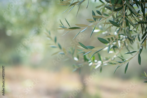 Olive trees garden in Sicily