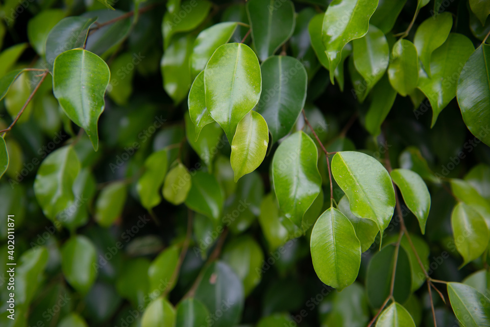 Fototapeta premium Green fresh ficus tree, natural background