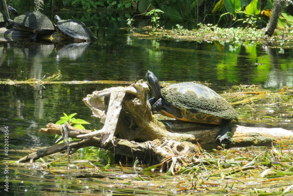Turtles in the pond in Florida wild, closeup Turtles in the pond in Florida wild, closeup