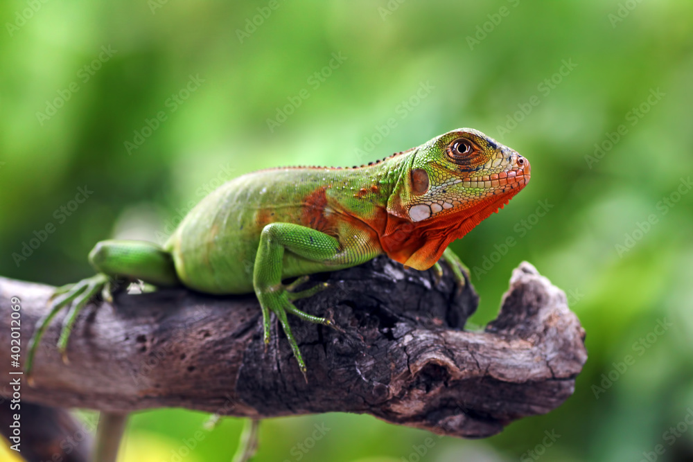 baby red iguana on a branch
