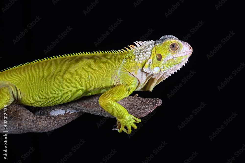 Fototapeta premium albino iguana on a black background